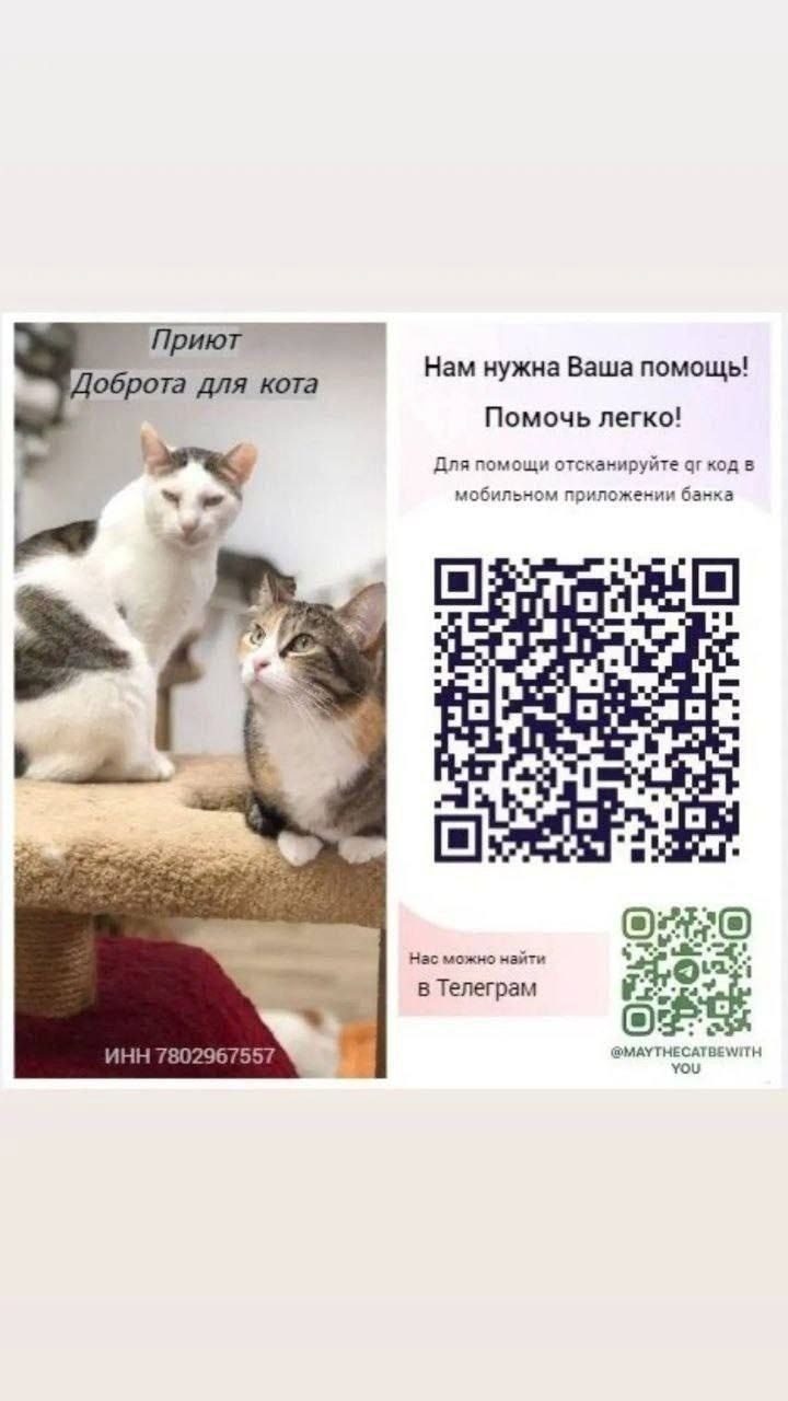 Особенный котик: Нафаня.